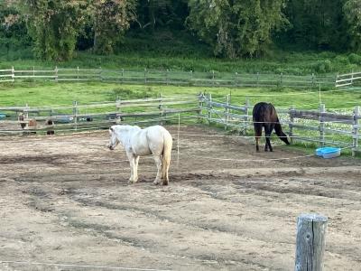 Ushimado Horse Village