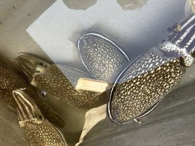 イカ釣り(朝練)