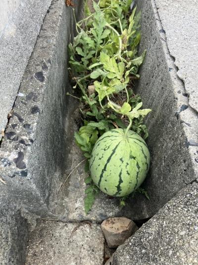 ド根性スイカ!