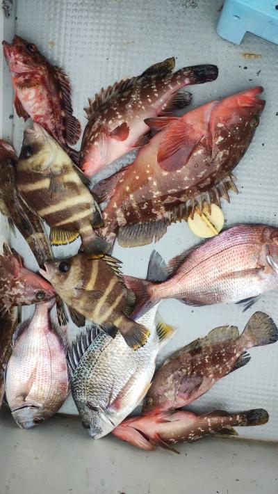 釣ってよし、食べてよし